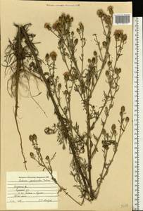 Centaurea pseudomaculosa Dobrocz, Eastern Europe, Central region (E4) (Russia)