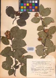 Fagus sylvatica L., Eastern Europe, West Ukrainian region (E13) (Ukraine)