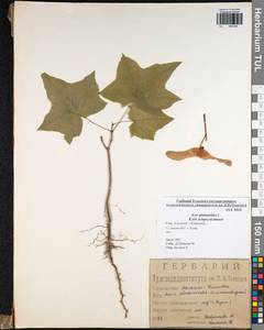 Acer platanoides L., Eastern Europe, Central region (E4) (Russia)