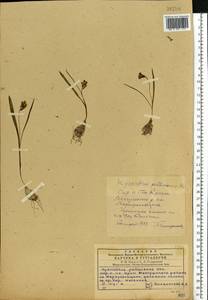 Hyacinthella pallasiana (Steven) Losinsk., Eastern Europe, South Ukrainian region (E12) (Ukraine)
