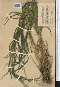 Brachypodium sylvaticum (Huds.) P.Beauv., Middle Asia, Western Tian Shan & Karatau (M3) (Uzbekistan)