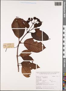 Justicia quadrifaria (Wall. ex Nees) T. Anderson, South Asia, South Asia (Asia outside ex-Soviet states and Mongolia) (ASIA) (Vietnam)