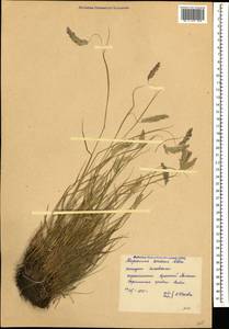 Alopecurus ponticus K.Koch, Caucasus, Krasnodar Krai & Adygea (K1a) (Russia)