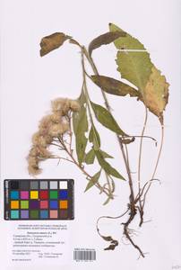 Saussurea amara (L.) DC., Eastern Europe, Middle Volga region (E8) (Russia)