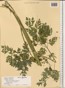 Aethusa cynapium L., Eastern Europe, Central forest-and-steppe region (E6) (Russia)