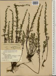 Artemisia chamaemelifolia Vill., Caucasus, North Ossetia, Ingushetia & Chechnya (K1c) (Russia)