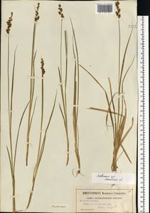 Carex elongata L., Eastern Europe, Moscow region (E4a) (Russia)