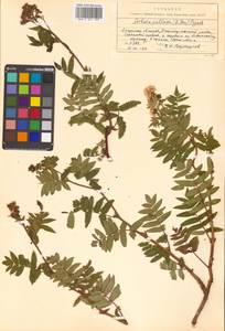 Sorbaria pallasii (G. Don) Pojark., Siberia, Russian Far East (S6) (Russia)