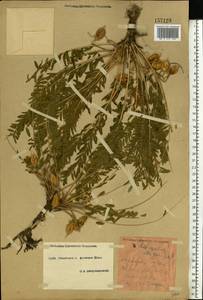 Astragalus utriger Pall., Eastern Europe, South Ukrainian region (E12) (Ukraine)