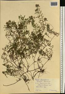 Thymus pannonicus All., Eastern Europe, South Ukrainian region (E12) (Ukraine)