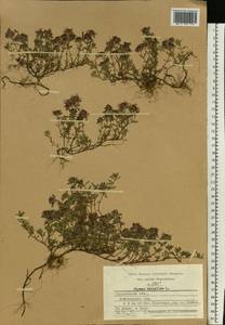 Thymus serpyllum L., Eastern Europe, Volga-Kama region (E7) (Russia)