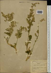 Atriplex hortensis L., Eastern Europe, North-Western region (E2) (Russia)