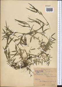 Lathyrus cicera L., Middle Asia, Syr-Darian deserts & Kyzylkum (M7) (Uzbekistan)