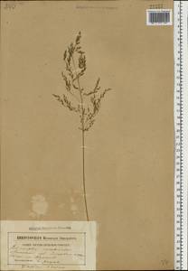 Deschampsia cespitosa (L.) P.Beauv., Eastern Europe, Belarus (E3a) (Belarus)
