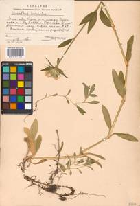 Dianthus barbatus L., Eastern Europe, Moscow region (E4a) (Russia)