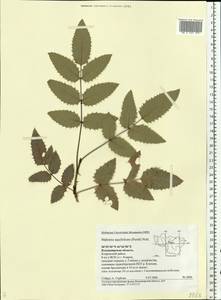 Mahonia aquifolium (Pursh) Nutt., Eastern Europe, Central region (E4) (Russia)