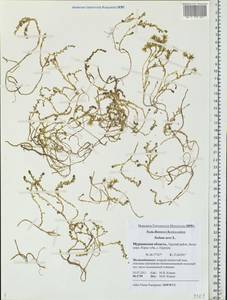 Sedum acre L., Eastern Europe, Northern region (E1) (Russia)