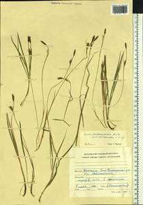 Carex michauxiana Boeckeler, Siberia, Chukotka & Kamchatka (S7) (Russia)