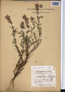 Dracocephalum integrifolium Bunge, Middle Asia, Western Tian Shan & Karatau (M3) (Kyrgyzstan)