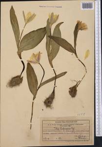 Tulipa greigii Regel, Middle Asia, Western Tian Shan & Karatau (M3) (Uzbekistan)