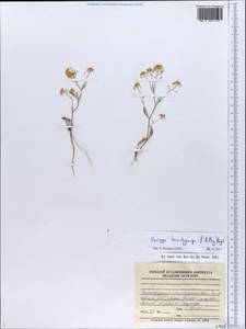 Rorippa brachycarpa (C. A. Mey.) Hayek, Eastern Europe, Lower Volga region (E9) (Russia)