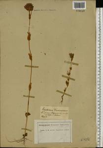 Centaurium erythraea Rafn, Eastern Europe, Central forest-and-steppe region (E6) (Russia)