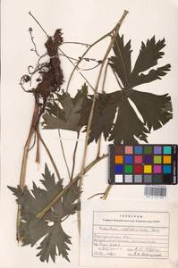 Aconitum lycoctonum subsp. moldavicum (Hacq.) Jalas, Eastern Europe (no precise locality) (E0)