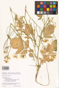 Raphanus raphanistrum L., Eastern Europe, Central region (E4) (Russia)