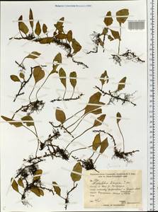 Pyrrosia petiolosa (Christ) Ching, Siberia, Russian Far East (S6) (Russia)