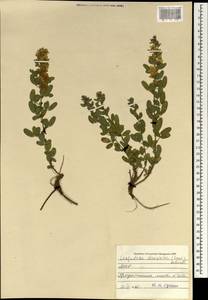 Lespedeza davurica (Laxm.)Schindl., Mongolia (MONG) (Mongolia)