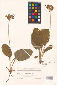 Primula elatior (L.) L., Western Europe (EUR) (Slovakia)