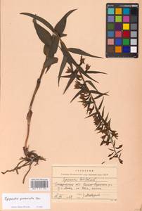 Epipactis purpurata Sm. , nom. cons., Eastern Europe, West Ukrainian region (E13) (Ukraine)