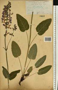 Salvia pratensis L., Eastern Europe, Central forest-and-steppe region (E6) (Russia)