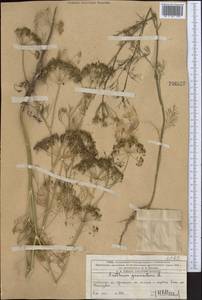 Anethum graveolens L., Middle Asia, Western Tian Shan & Karatau (M3) (Kazakhstan)