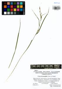 Carex drymophila Turcz., Siberia, Baikal & Transbaikal region (S4) (Russia)
