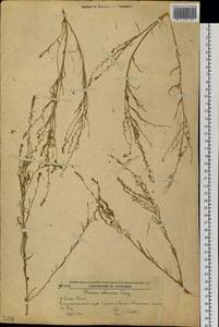 Thesium chinense Turcz., Siberia, Russian Far East (S6) (Russia)