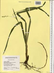 Carex pilosa Scop., Eastern Europe, Central forest-and-steppe region (E6) (Russia)