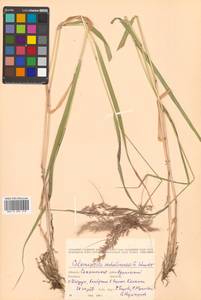 Calamagrostis sachalinensis F.Schmidt, Siberia, Russian Far East (S6) (Russia)