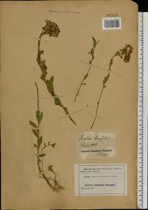 Haplophyllum suaveolens (DC.) G. Don, Eastern Europe, South Ukrainian region (E12) (Ukraine)
