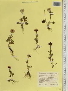 Ranunculus sulphureus Sol. ex J. B. Phipps, Siberia, Western Siberia (S1) (Russia)