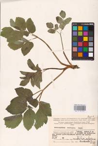 Angelica archangelica L., Eastern Europe, Northern region (E1) (Russia)