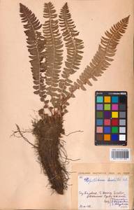 Polystichum lonchitis (L.) Roth, Eastern Europe, Northern region (E1) (Russia)