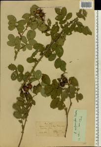 Rosa tomentosa Sm., Eastern Europe, Central forest-and-steppe region (E6) (Russia)