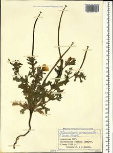 Glaucium corniculatum (L.) Rudolph, Caucasus, Armenia (K5) (Armenia)