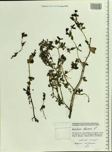 Portulaca oleracea L., Eastern Europe, Moscow region (E4a) (Russia)