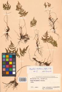 Gymnocarpium robertianum (Hoffm.) Newman, Siberia, Chukotka & Kamchatka (S7) (Russia)