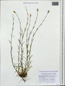 Petrorhagia prolifera (L.) P. W. Ball & Heywood, Caucasus, Krasnodar Krai & Adygea (K1a) (Russia)