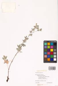 Potentilla argentea L., Eastern Europe, Central forest-and-steppe region (E6) (Russia)