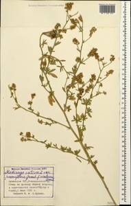 Medicago sativa L., Caucasus, Armenia (K5) (Armenia)