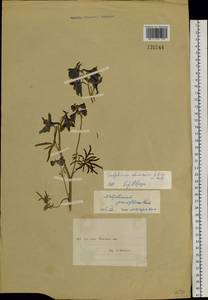 Delphinium chamissonis Pritz. ex Walp., Siberia, Yakutia (S5) (Russia)